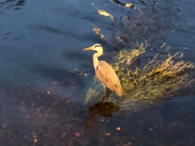 Volavka hovoří s živými i mrtvými.