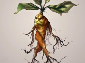 Mandragora lékařská